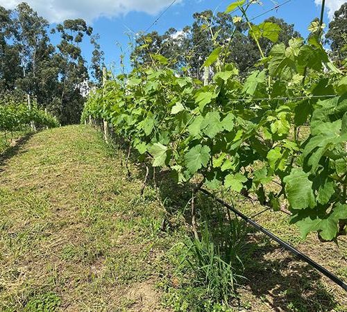 311617950 3500996306844424 8708686482639996337 n